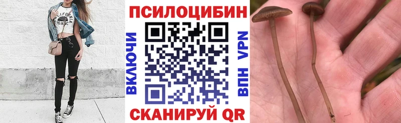Псилоцибиновые грибы Cubensis  Купить где  Зверево 